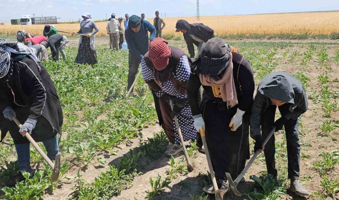 Adilcevaz’da kavurucu sıcakta ekmek mücadelesi Bitlis’in Adilcevaz ilçesinde mevsimlik tarım işçileri, kavurucu sıcaklara rağmen ekmek