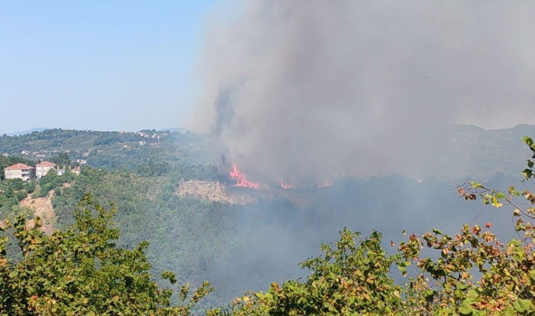 Alaplı’da ormanlık alanda yangın Zonguldak’ın Alaplı ilçesine bağlı Sabırlı köyünde ormanlık alanda yangın çıktı.