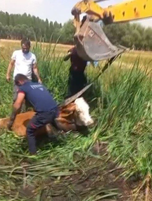 Bataklığa saplanan iki büyükbaş hayvanı itfaiye kurtardı Muş’ta bataklığa saplanan iki büyükbaş hayvan, itfaiye ekiplerinin titiz çalışmasıyla