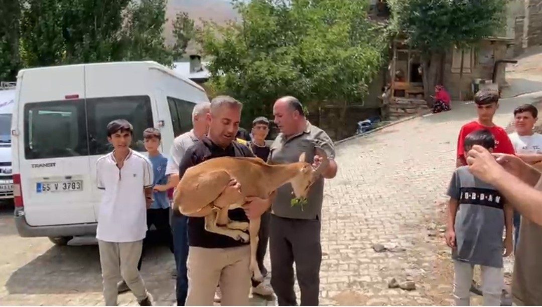 Dağ keçisi yetkililere teslim edildi Van’ın Bahçesaray ilçesi kırsal alanda bitkin halde bulunan dağ keçisi