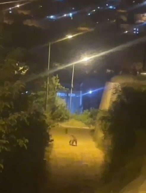 Gümüşhane’de ayı şehir merkezinde görüntülendi Gümüşhane’de şehir merkezine kadar inen bir ayı, vatandaşlar tarafından görüntülendi.