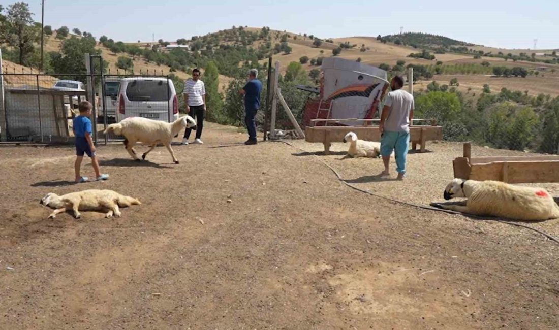 Kırıkkale’de iki ayrı besicinin 210 hayvanı telef oldu: 63 yaşındaki kadın gözyaşlarını tutamadı Kırıkkale’nin Bahşılı ilçesinde iki ayrı besiciye ait toplam 210 küçükbaş