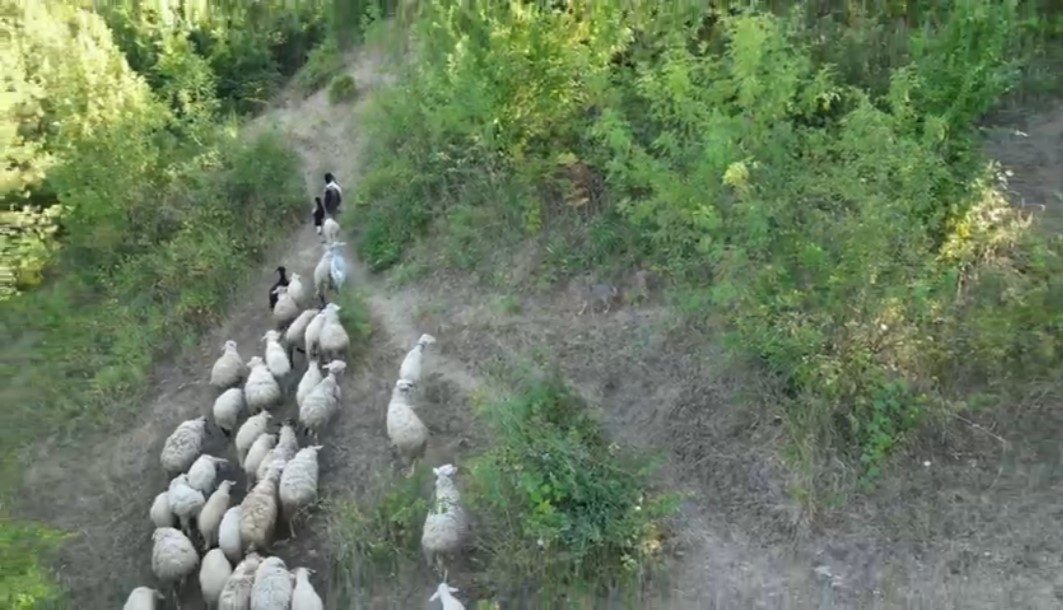 Bartın’da kurdun koyun sürüsüne saldırısı dronla önlendi. Saldırı hazırlığındaki kurt