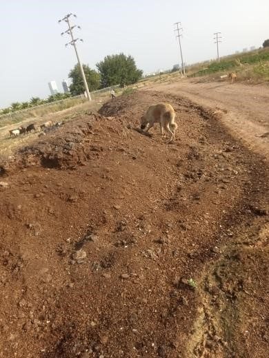Mahalleye atılan tavuk pisliği kokusu vatandaşı çileden çıkardı Adana’da bir mahallede kanal kenarına atlıan tavuk pisliğinden dolayı yayılan
