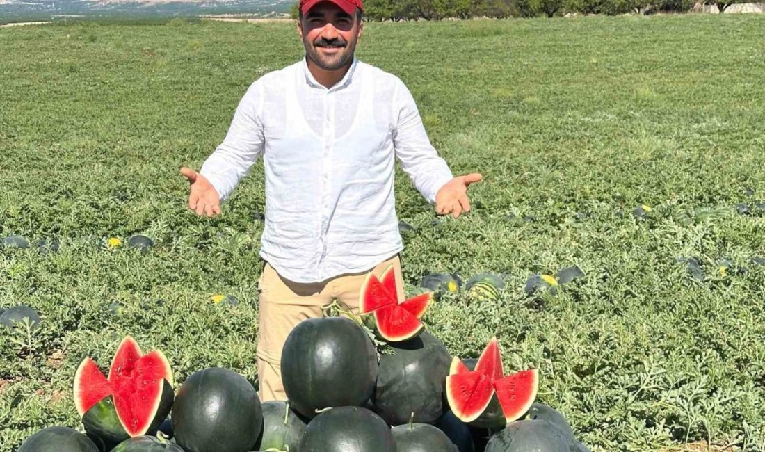 Malatya’nın Akçadağ ilçesinde kavun ve karpuz hasadı başladı. Bu yıl