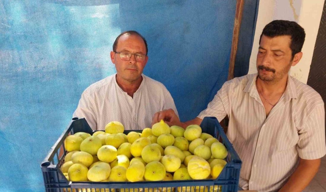 Mersin’de Mut beyaz inciri altın yılını yaşıyor Mersin’in Mut ilçesinde ilk hasatta kilosu 200 liradan alıcı bulan