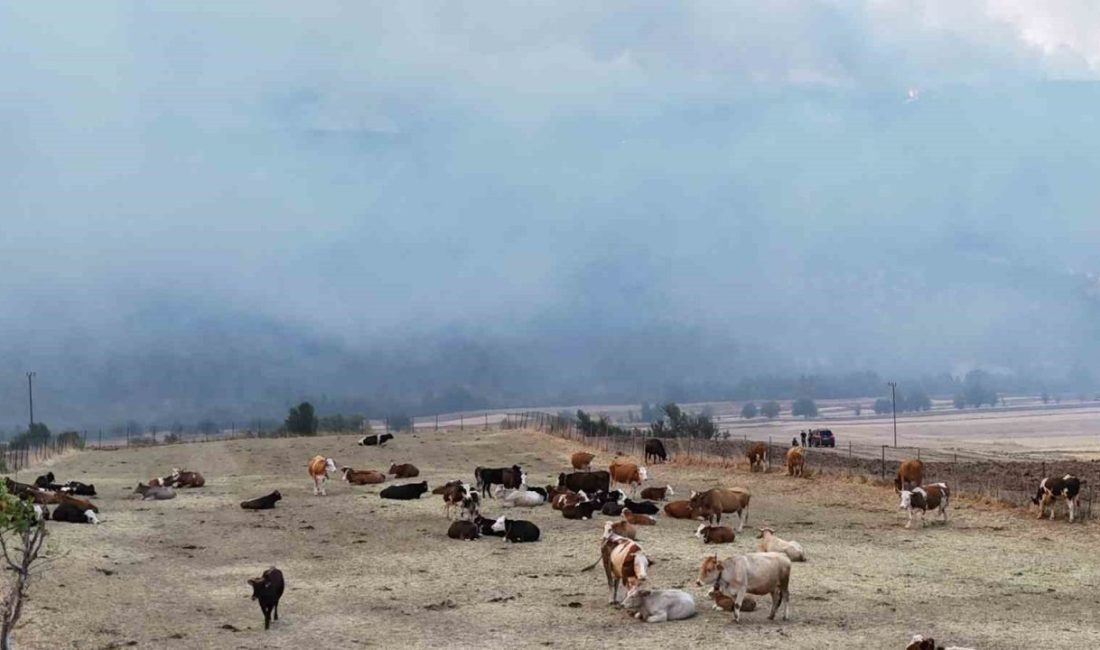 Orman yangını köye yaklaştı, hayvanlar güvenli alanda bekletiliyor Karabük merkeze bağlı Üçbaşlar köyünde çıkan orman yangını nedeniyle yaklaşık