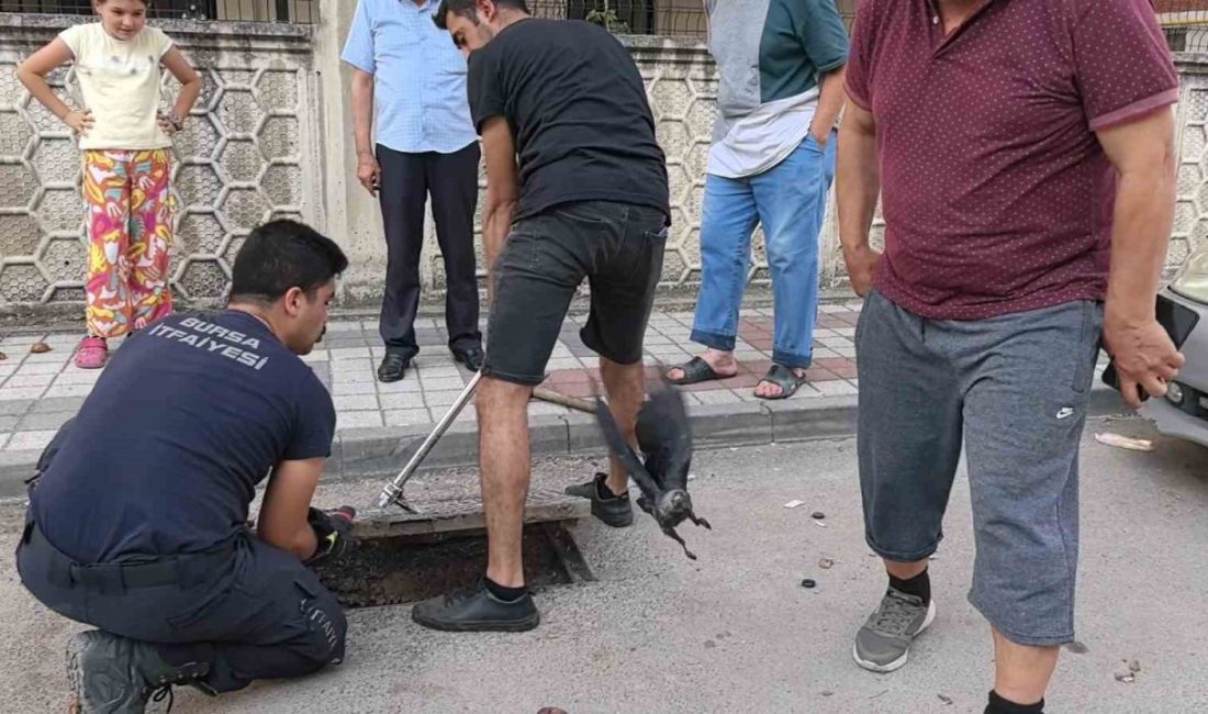 Rögarda mahsur kalan kargayı itfaiye kurtardı Bursa’nın İnegöl ilçesinde rögara düşen kargayı itfaiye ekipleri kurtardı. Olay