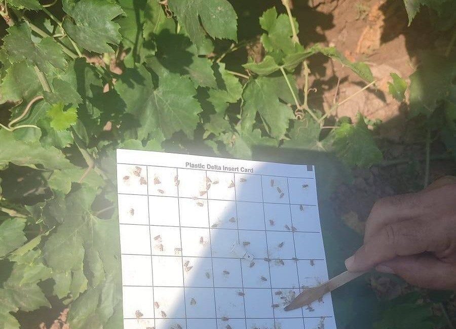 Salihli’de bağcılara salkım güvesi ve unlu bit uyarısı Manisa’nın Salihli ilçesinde Tarım ve Orman Müdürlüğü’nden bağ üreticilerine yönelik