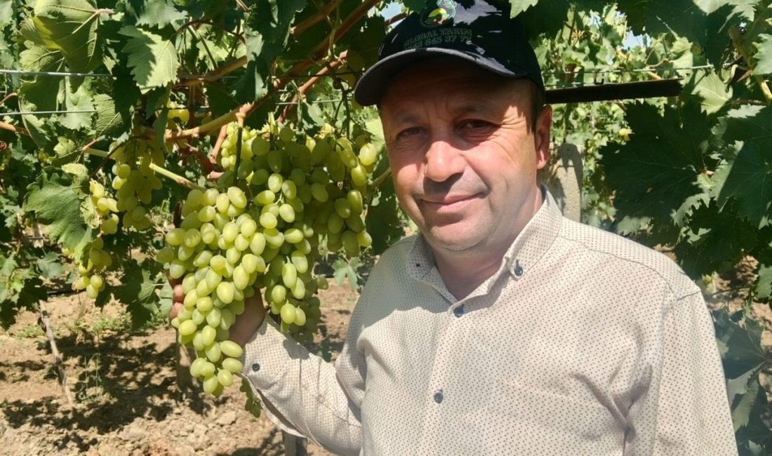 Sarıgöl Ovası’nda erkenci üzüm alımları başladı Manisa’nın Sarıgöl Ovası’nda 2025 yılı erkenci üzüm alımları başladı. Sarıgöl