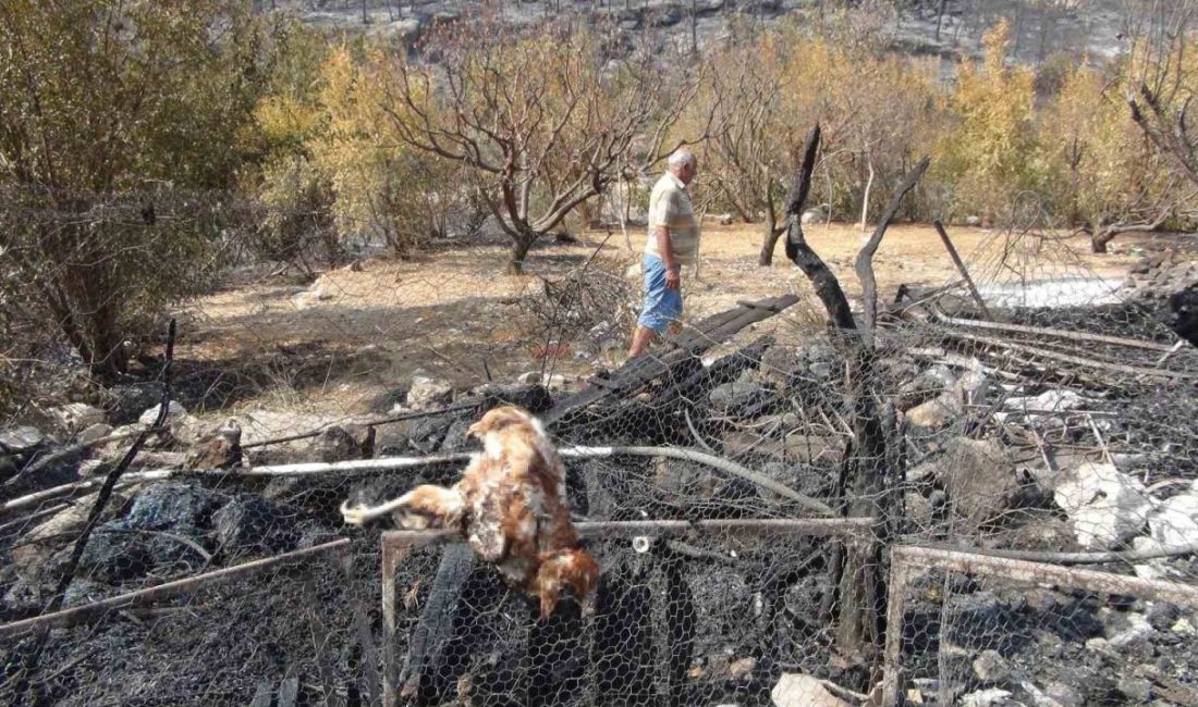Silifke’deki orman yangını büyük ölçüde kontrol altına alındı MERSİN (İHA) – Mersin’in Silifke ilçesinde dün çıkan ve geniş