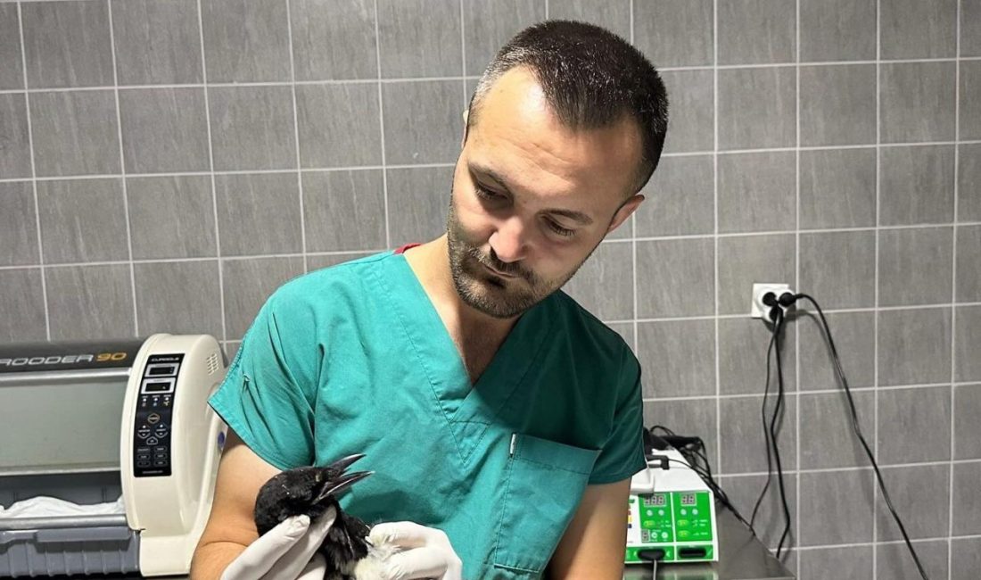 Yaralı saksağan kuşu tedavi altına alındı Bilecik’te Sakarya Nehri kenarındaki piknik alanında yaralı halde bulunan bir