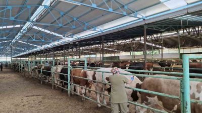 Afyonkarahisar Tarım ve Orman İl Müdürlüğü ekiplerinin şap hastalığı ile