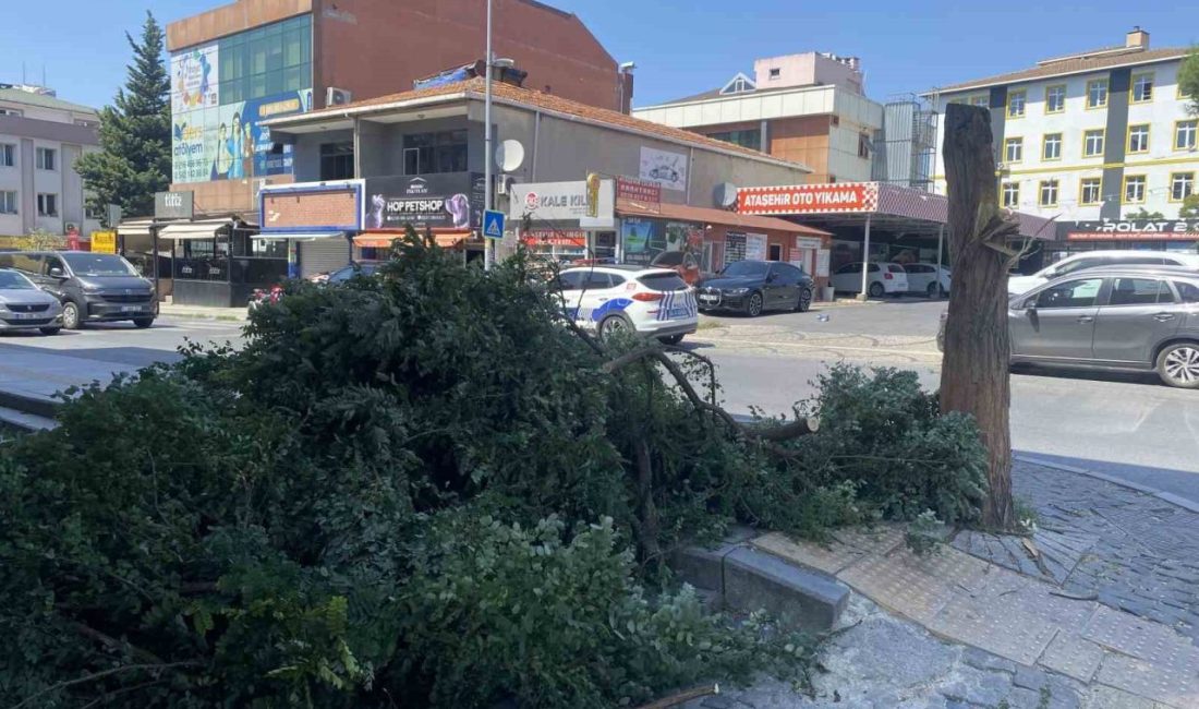İstanbul’da etkili olan kuvvetli rüzgar, Ataşehir’de kaldırım üzerindeki ağacı devirdi.
