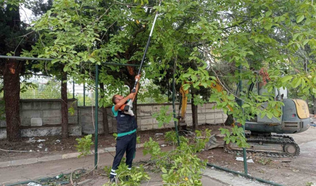 Budanan ağaçlar dar gelirli ailelere yakacak oluyor Başiskele’de ağaçların budama işlemleri ve bakımları yıl boyunca periyodik olarak