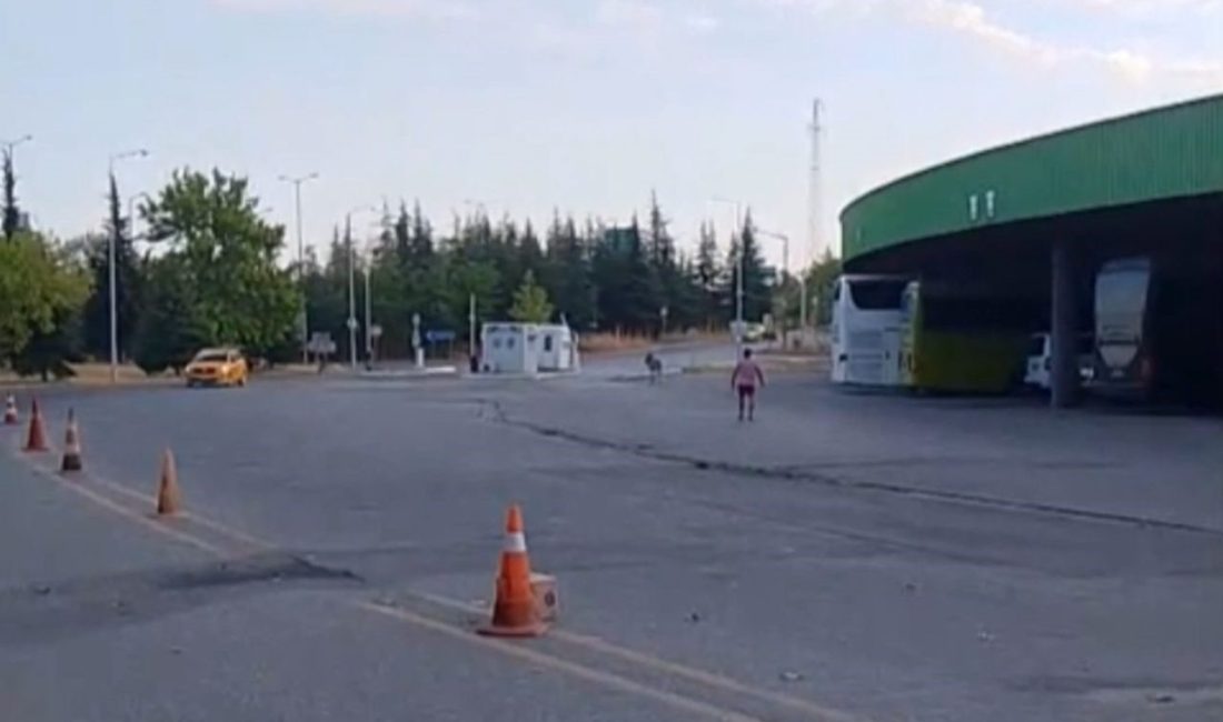 Edirne Otogarı’nda başıboş dolaşan eşek, önce dubayı ardından da uyuyan