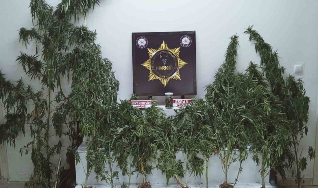 Balıkesir’in Edremit ilçesinde polis ekiplerince düzenlenen operasyonda bir ikamette esrar