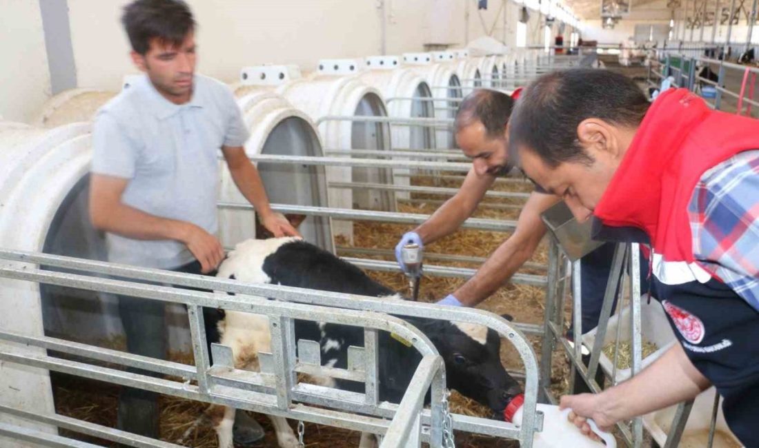 Erzincan il genelinde tüm hayvanlar şap hastalığına karşı aşılanıyor Tarım ve Orman Bakanlığı’nın talimatıyla Erzincan il genelinde tüm hayvanlar