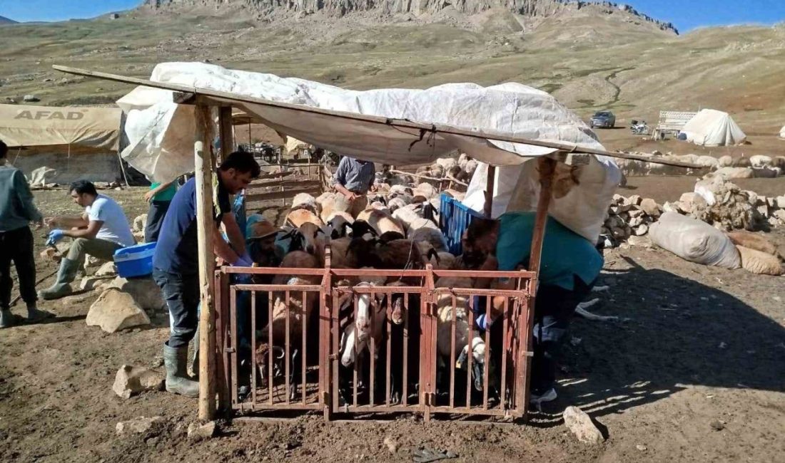 Erzincan’da yayladaki hayvanlara şap aşısı vuruldu Tarım ve Orman Bakanlığı’nın talimatıyla Erzincan il genelinde tüm hayvanlar