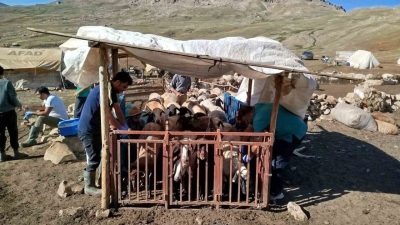 Tarım ve Orman Bakanlığı’nın talimatıyla Erzincan il genelinde tüm hayvanlar