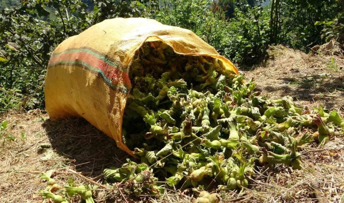 Giresun’da fındık hasadı başladı Türkiye’nin en önemli tarım ürünlerinden biri olan fındıkta, Giresun’un sahil