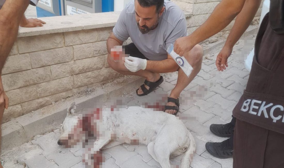 Denizli’de hamile köpeğe tüfekle saldıran şahıs, mahalleyi ayağa kaldırdı. Silah