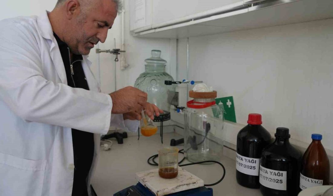 Iğdır Üniversitesi’nde üretildi: Cilt kanserine neden olan lekelerde bile etkili Iğdır Üniversitesi, Ağrı Dağı ve Pamuk Dağı eteklerinde 1250 rakımlı
