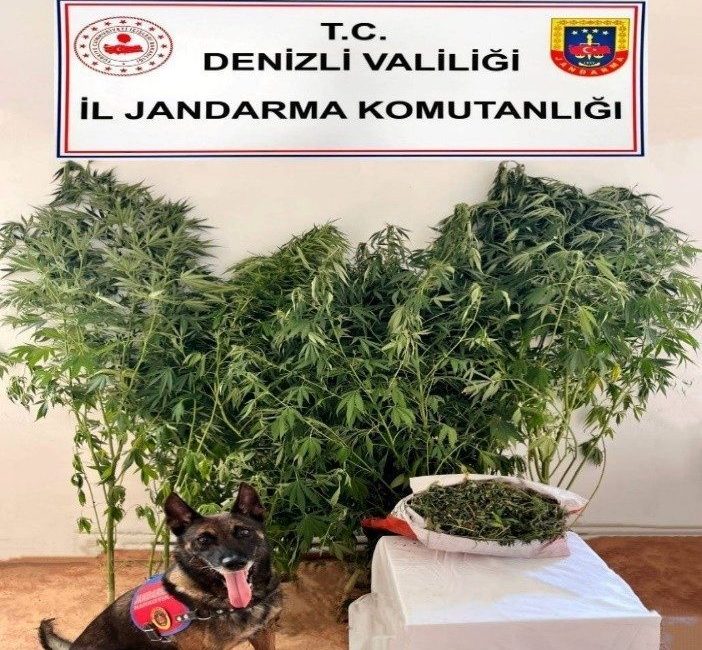 Denizli’de jandarma ekipleri tarafından gerçekleştirilen uyuşturucu operasyonunda 24 kök kenevir,