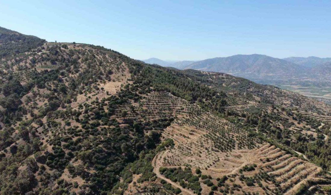 Karacasu Kaymakamlığı orman yangını riskine dikkat çekti Türkiye’nin en sıcak illerinden olan Aydın’da etkisini sürdüren sıcak havalar