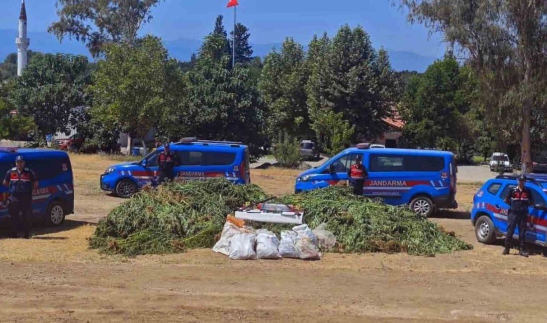 Muğla’nın Köyceğiz ilçesinde bir ihbarı değerlendiren jandarma ekipleri mısır tarlası