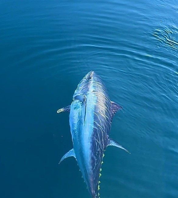 Beslenme uzmanları, selenyumun düzenli ve yeterli miktarda alınmasının kalp-damar sağlığı