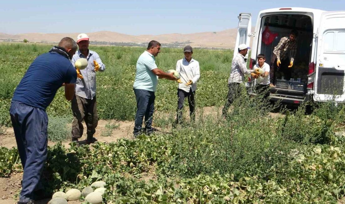 Van’ın Tuşba ilçesinde kendine özgü aroması ve tatlılığıyla bilinen ve