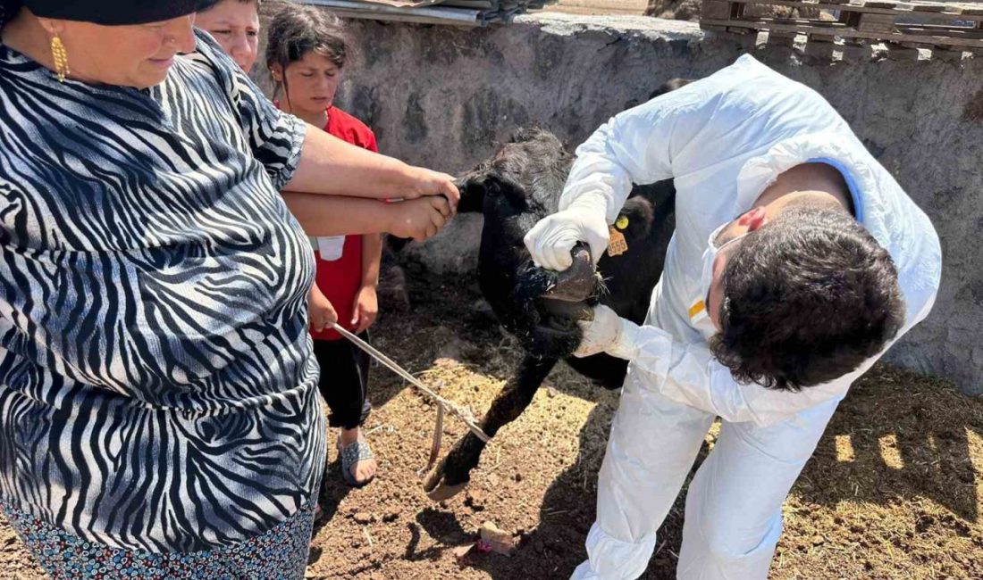 Şırnak’ta hayvan sağlığını korumak amacıyla şap hastalığına karşı kapsamlı bir