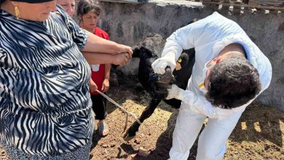 Şırnak’ta hayvan sağlığını korumak amacıyla şap hastalığına karşı kapsamlı bir