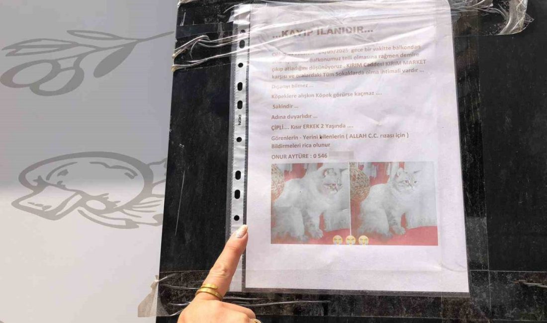Eskişehir’de yaşayan Onur Aytüre, sokak sokak gezip kayıp kedisini bulmaya