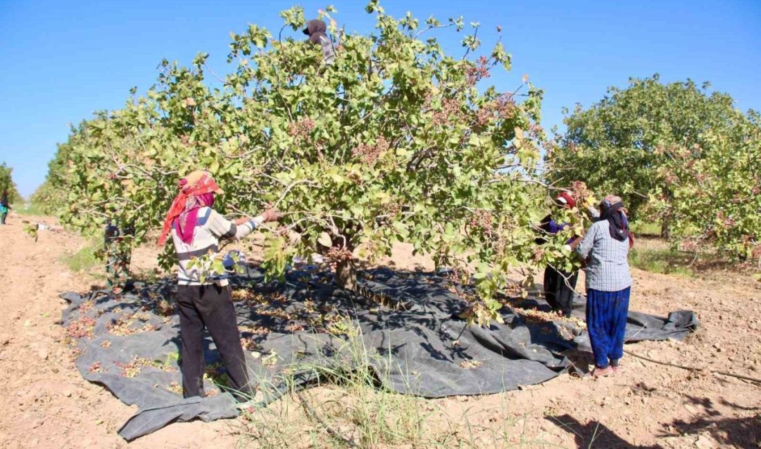Türkiye’nin en büyük tarım işletmesi olan TİGEM bağlı Ceylanpınar Tarım