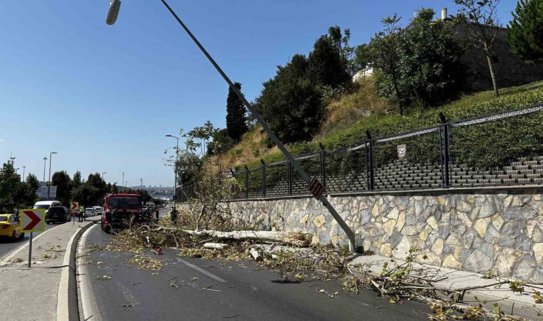 İstanbul’un Üsküdar ilçesinde, yol kenarındaki ağaç kuvvetli rüzgarın etkisiyle seyir