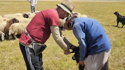 Hakkari’nin Yüksekova İlçe Tarım ve Orman Müdürlüğü ekipleri tarafından büyük