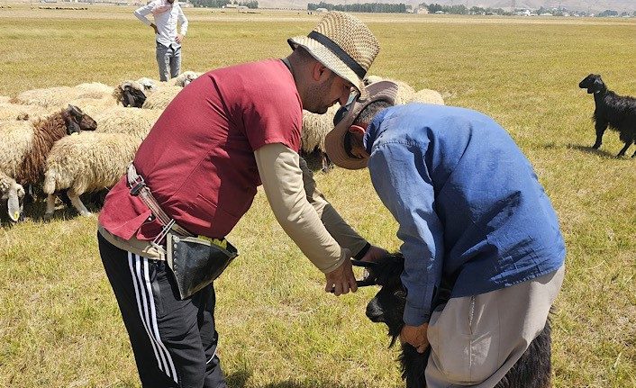 Hakkari’nin Yüksekova İlçe Tarım ve Orman Müdürlüğü ekipleri tarafından büyük