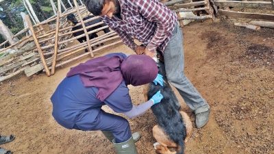 Emet İlçe Tarım ve Orman Müdürlüğünce Umutlu köyünde küçükbaş hayvanlara
