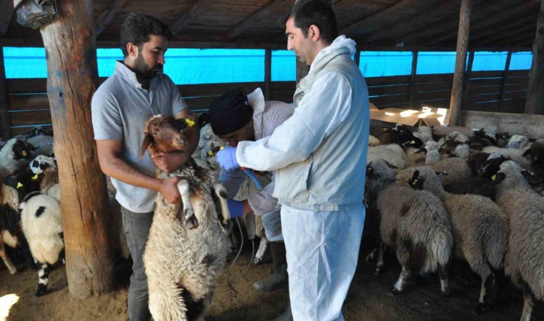 Kars’ta küçükbaş hayvanlar küpe takılarak kayıt altına alınırken, küçükbaş hayvanların