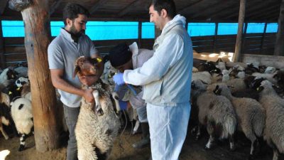 Kars’ta küçükbaş hayvanlar küpe takılarak kayıt altına alınırken, küçükbaş hayvanların