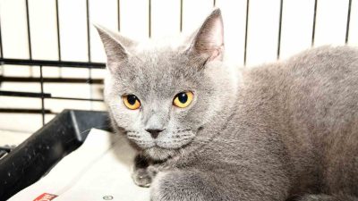 Kemer Belediyesi Hayvan Barındırma Tedavi ve Rehabilitasyon Merkezi, sokak hayvanlarına