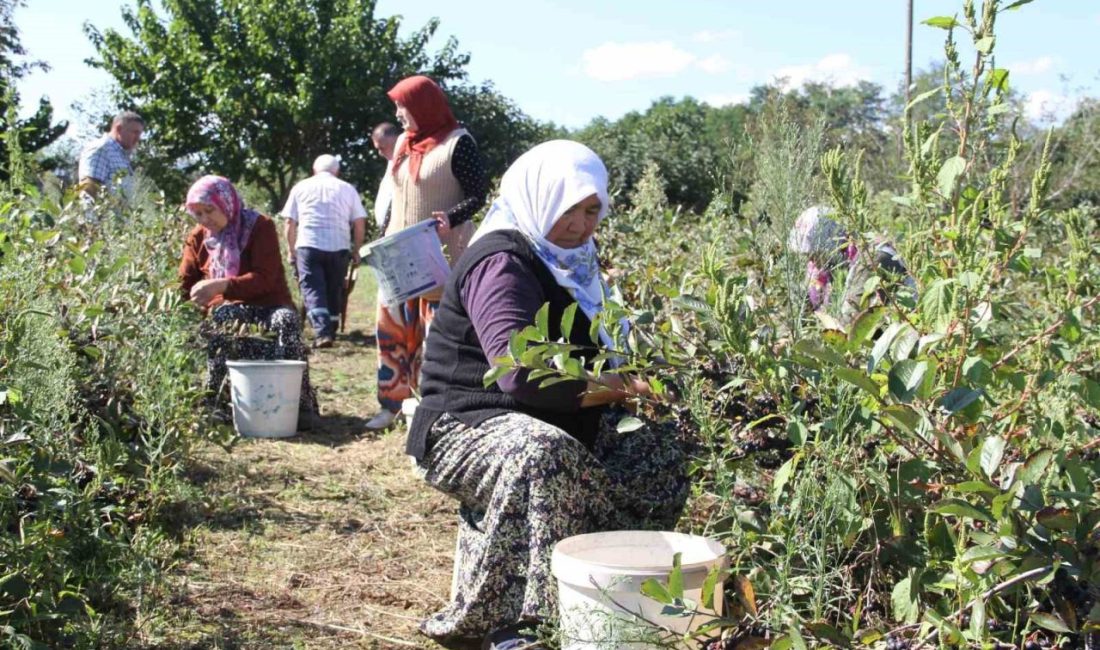Samsun’un Çarşamba ilçesi Boyacalı Mahallesi’nde, fındık ve kiviye alternatif tarım