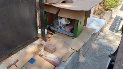 Antalya’da cami avlusunda bulunan mahalle sakinleri ve cemaatin bakımını yaptığı