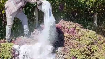 Manisa’nın Alaşehir ilçesinde yasaklı ziraat ilacı kullanıldığı belirlenen bağlardan toplamda