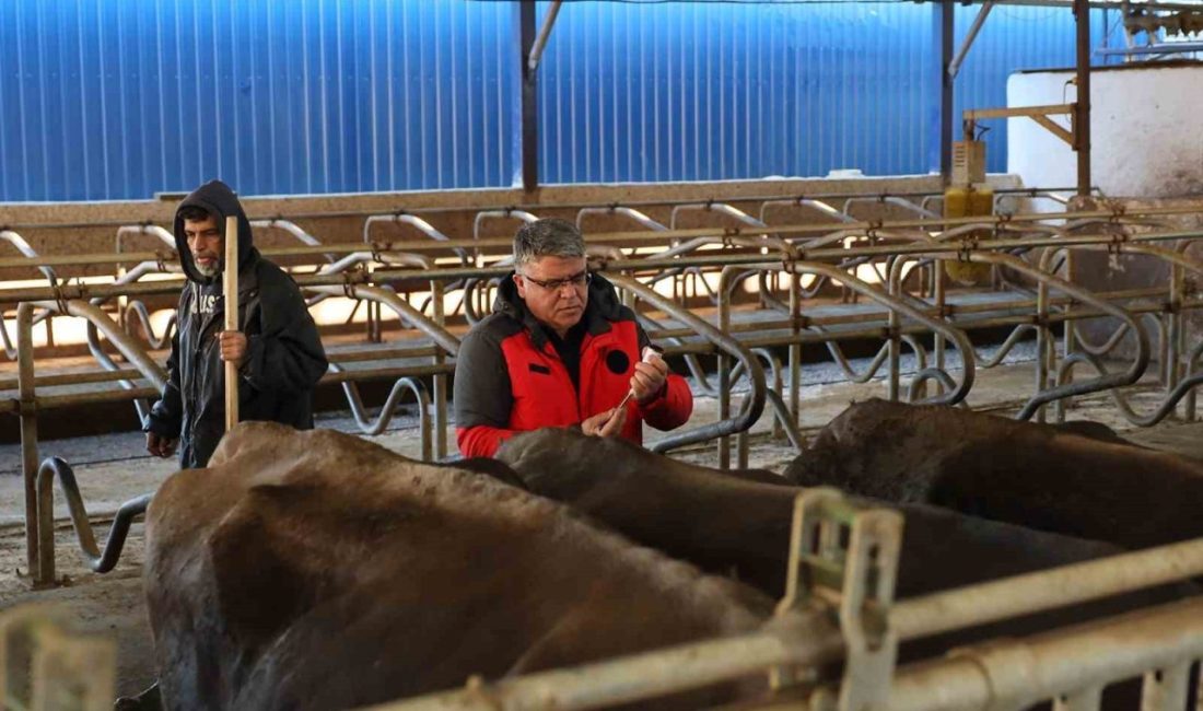 Muğla İl Tarım ve Orman Müdürlüğü, hayvancılığı tehdit eden en