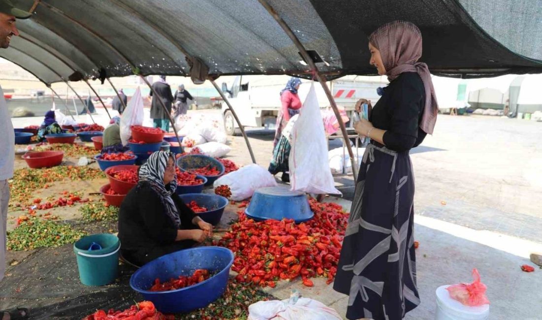 Şanlıurfa’da tarlada çalışan mevsimlik tarım işçilerine mobil sağlık hizmeti veriliyor.