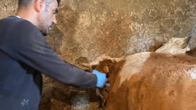 Ağrı’nın Hamur ilçesinde şap aşılamaları tüm hızıyla devam ederken, yetkililer