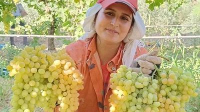 Manisa’nın Sarıgöl Ovası’nda yetişen dünyaca ünlü Sultaniye üzümü ve diğer